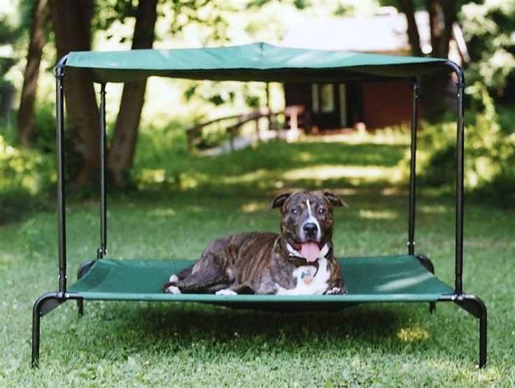 dog bed with canopy