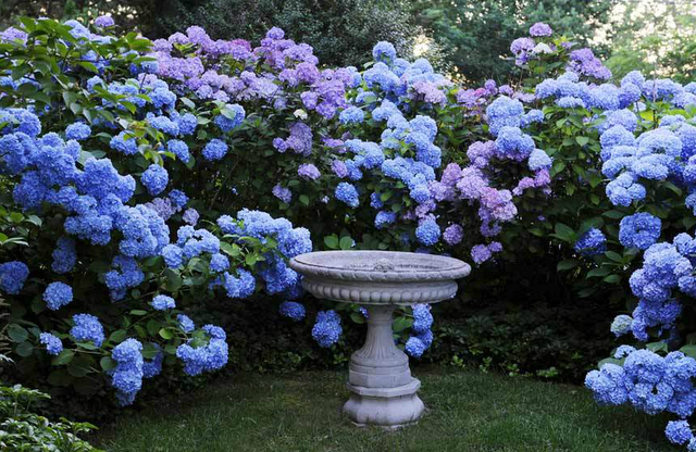 gorgeous-landscaping-with-hydrangeas-with-in-love-