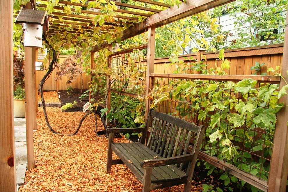 grape-trellis-design-Landscape-Traditional-with-arbor-backyard-bench-birdhouse