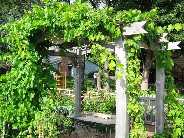 wooden-arbor-with-vines-backyard-escape-ideas-outdoor-furniture