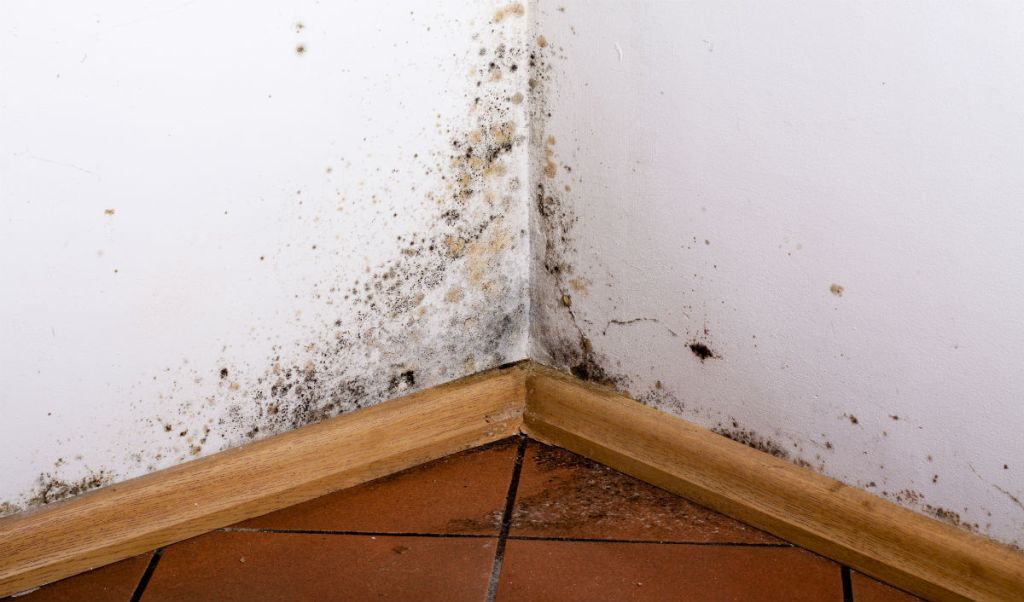 Keep Your Home Mold-Free