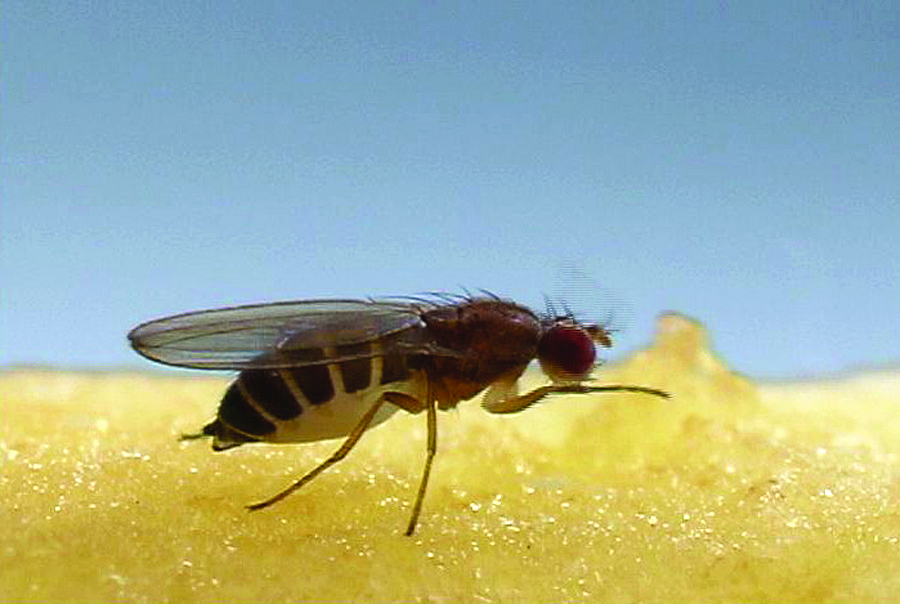 Dissipate the fruit flies