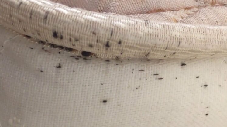bed bugs and old mattresses