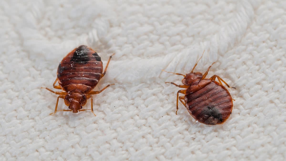 Introducing A Bed Bug