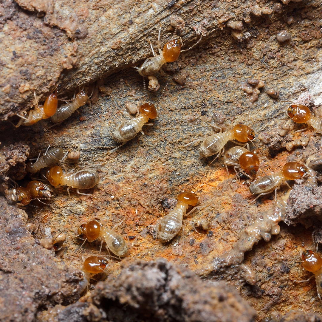 Termites Will Literally Eat Up Your Property Values