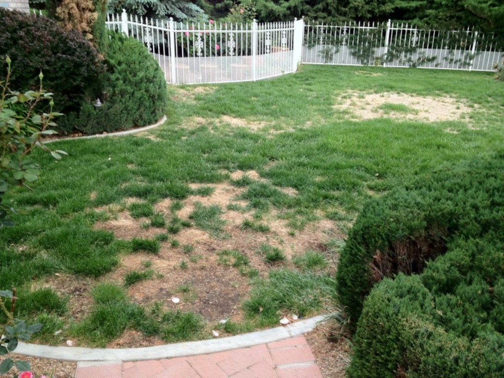 Fill Out a Patchy Lawn