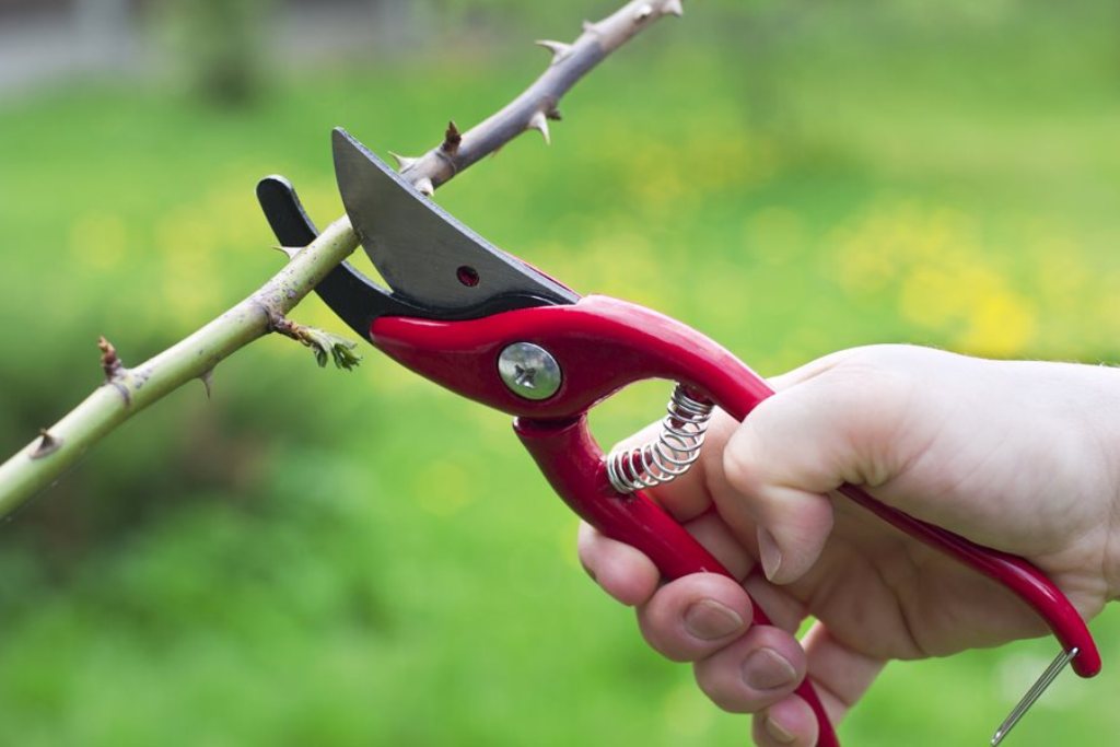 Proper Pruning Cut