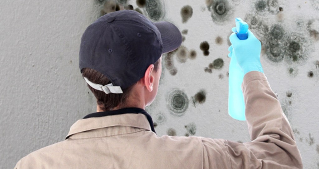 What Are The Requirements Of A Professional Mold Removalist