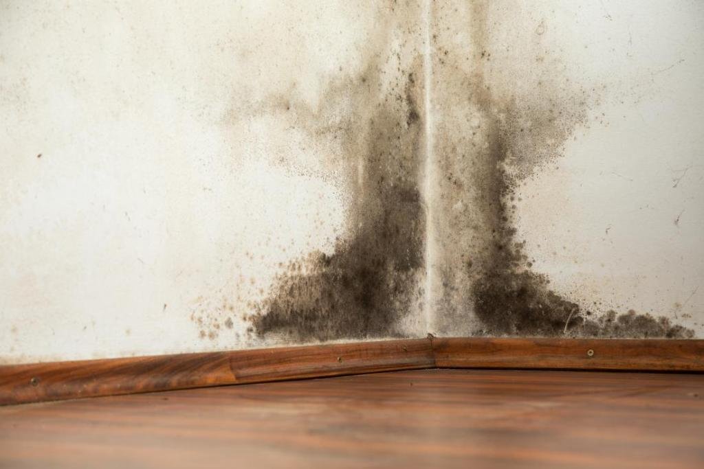 You can reduce the mold in your house