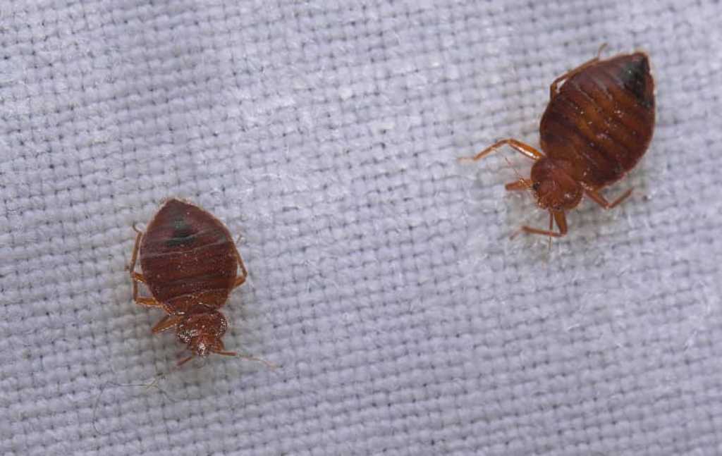 How to Spot Bed Bugs