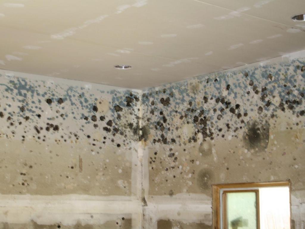 Mould and Mildew Growth