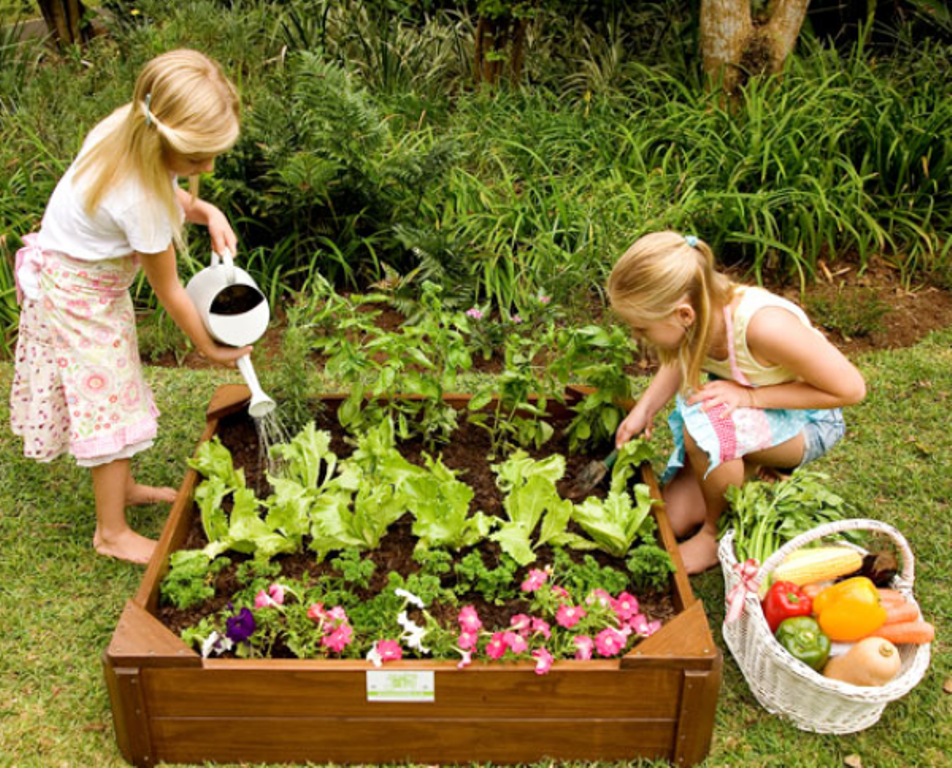 Plant a Vegetable Garden