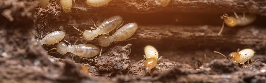Baiting Termites Away
