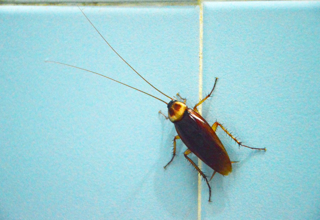 Common Kitchen Bugs