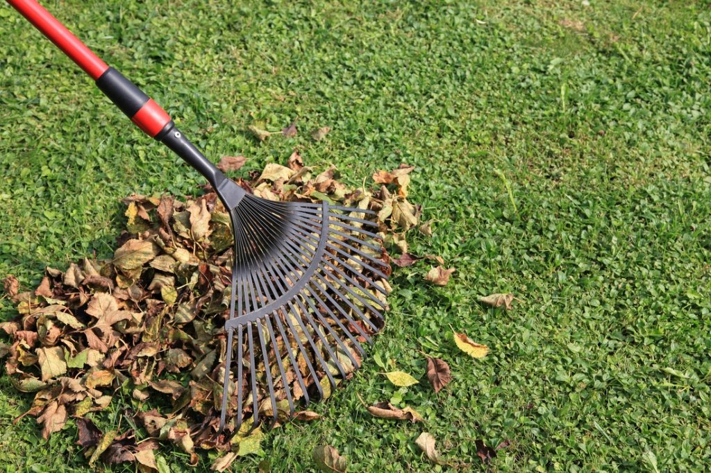 Cleaning up Your Yard