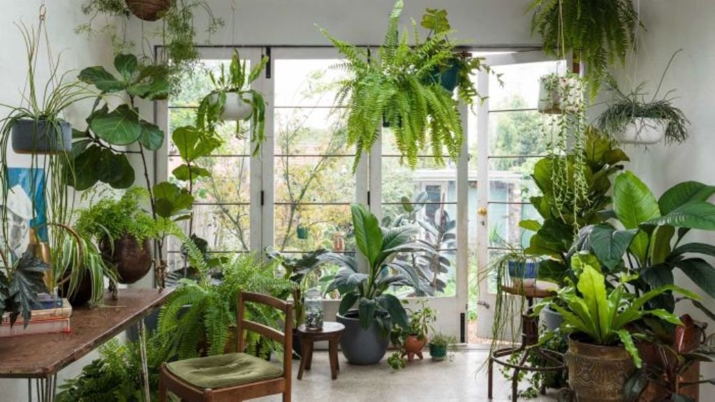 Invest in Indoor Plants