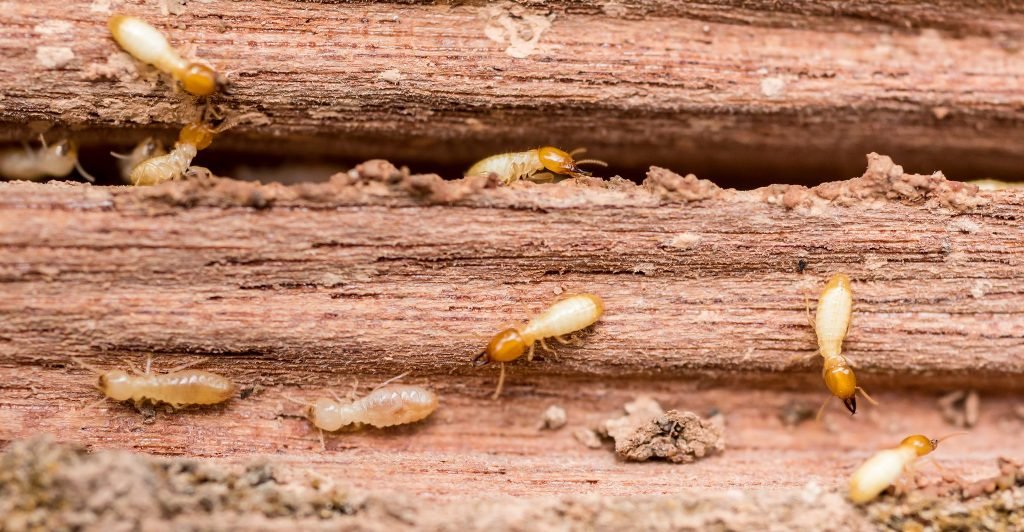 Termites In Spring