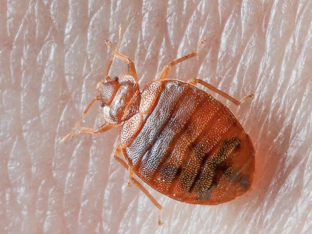 A live bed bug