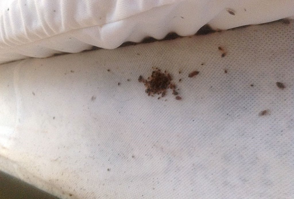 Tiny blood spots on your bedsheet and pillowcases