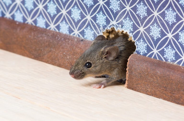 The Best Hacks for MouseProofing Your Home · The Wow Decor