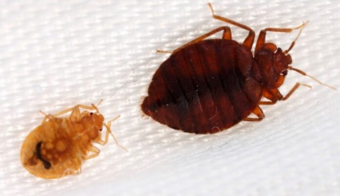 Why Bed Bugs Are Harmful · The Wow Decor