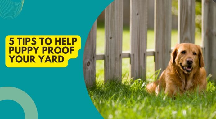 5 Tips To Help Puppy Proof Your Yard